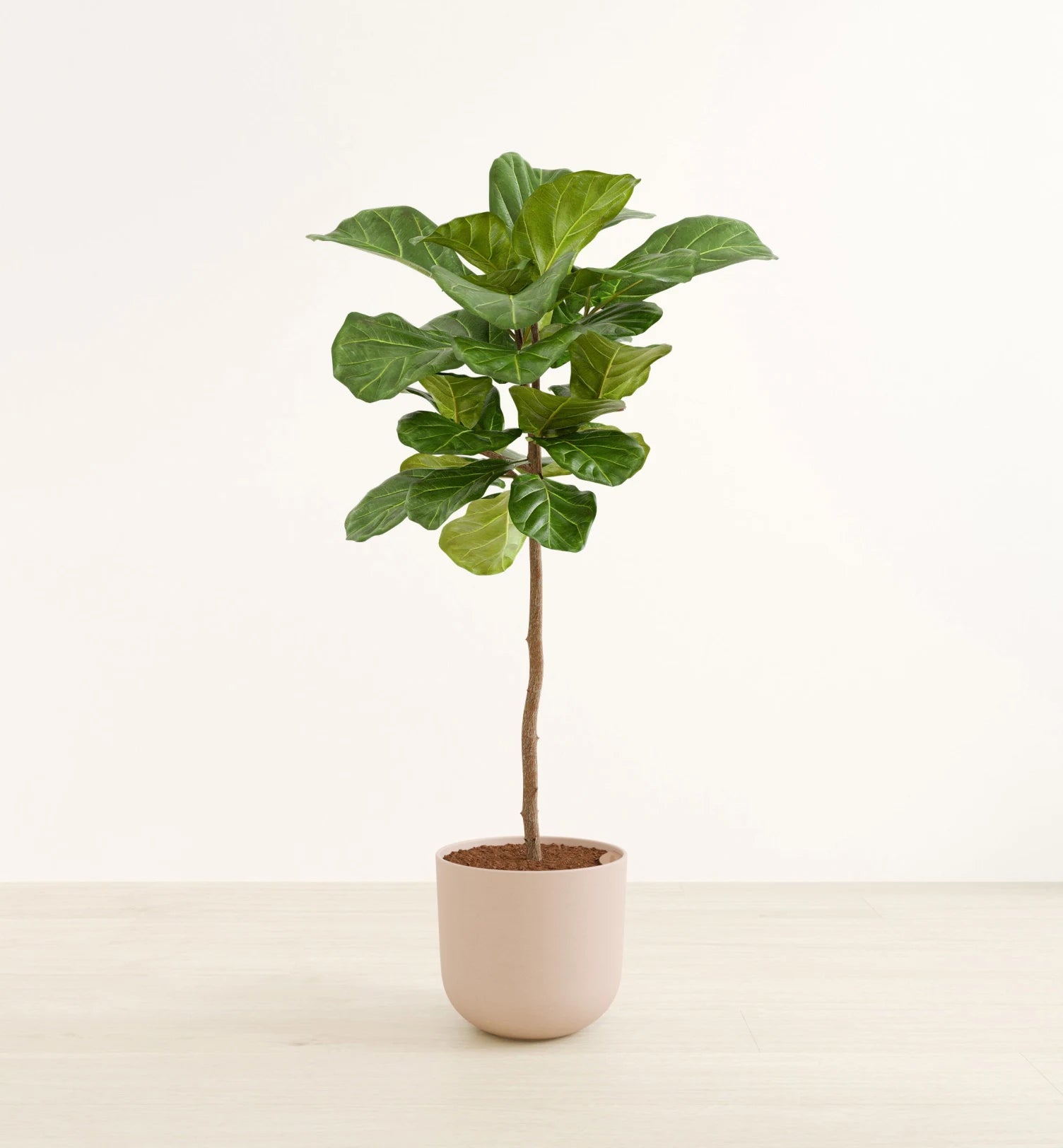 Fiddle Leaf Fig Tree